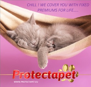 Sleeping Cat in hammock advertising Protectapets fixed premiums for life on Cat Healthcare Plans